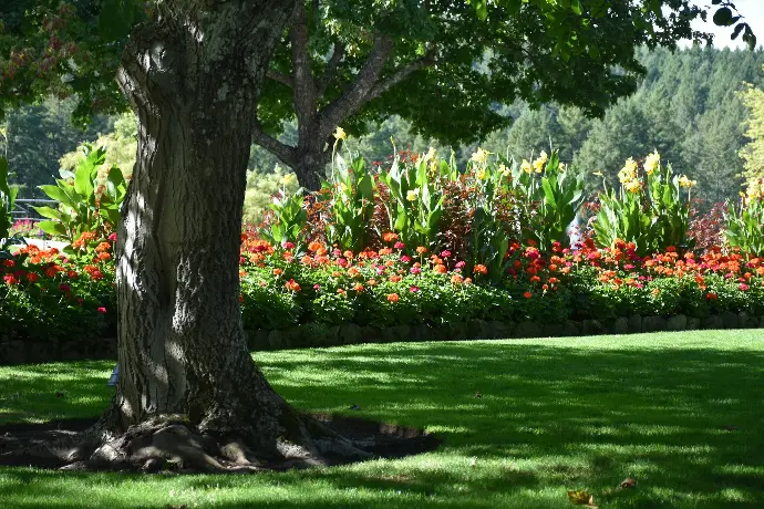 a tree in a park